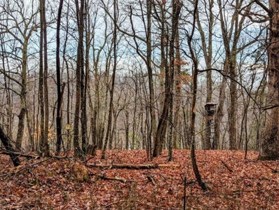 ** PENDING ** Land Adjoining National Forest for Sale - image 27