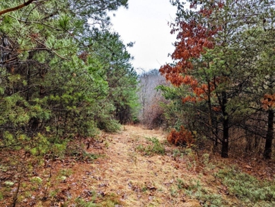 ** PENDING ** Land Adjoining National Forest for Sale - image 19
