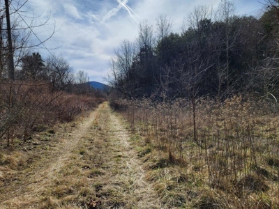 ** PENDING ** Land Adjoining National Forest for Sale - image 8