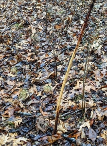 ** PENDING ** Land Adjoining National Forest for Sale - image 20
