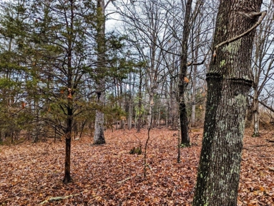 ** PENDING ** Land Adjoining National Forest for Sale - image 25