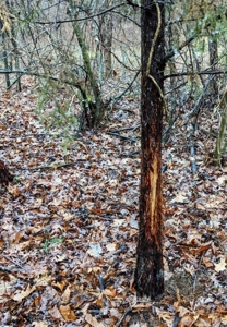 ** PENDING ** Land Adjoining National Forest for Sale - image 28