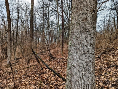 ** PENDING ** Land Adjoining National Forest for Sale - image 21