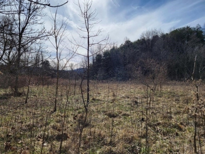 ** PENDING ** Land Adjoining National Forest for Sale - image 3