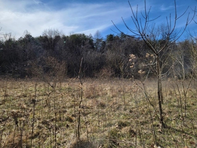 ** PENDING ** Land Adjoining National Forest for Sale - image 4