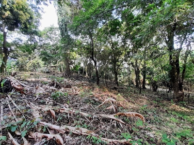 Waterfront Land in Tierra Oscura, Bocas del Toro, Panama - image 3