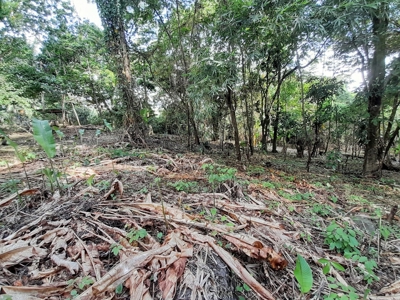 Waterfront Land in Tierra Oscura, Bocas del Toro, Panama - image 7