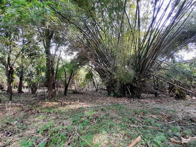 Waterfront Land in Tierra Oscura, Bocas del Toro, Panama - image 4