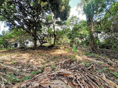 Waterfront Land in Tierra Oscura, Bocas del Toro, Panama - image 5