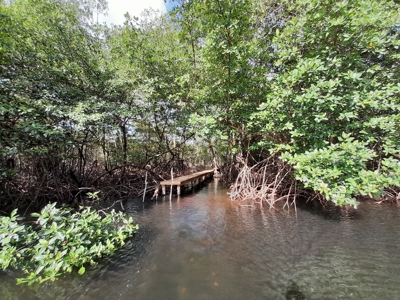 Waterfront Land in Tierra Oscura, Bocas del Toro, Panama - image 12