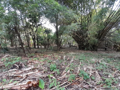 Waterfront Land in Tierra Oscura, Bocas del Toro, Panama - image 8