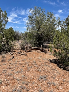 Backyard Is 639 Acres Of State Trust Land! - image 4