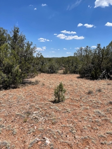 Backyard Is 639 Acres Of State Trust Land! - image 5