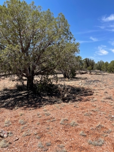Backyard Is 639 Acres Of State Trust Land! - image 10
