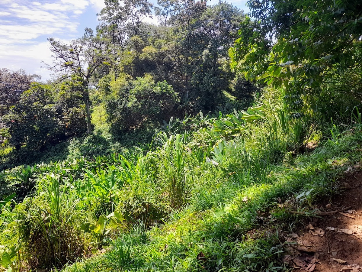 Titled Hillside Lot, 808 m², Ocean Views — Banana Hill, Isla Bastimentos - 5