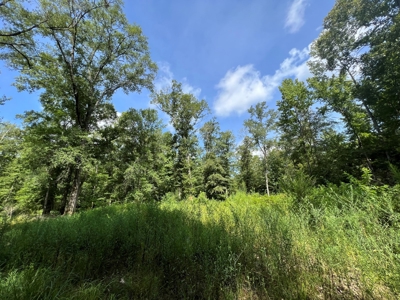 110 Acres Land for Sale Bienville Parish, LA - image 10