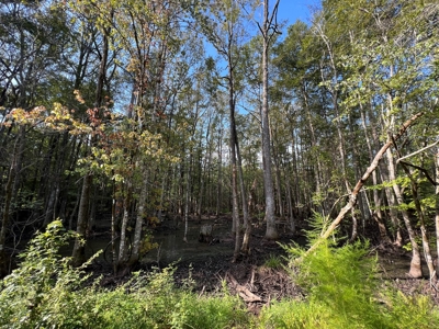 110 Acres Land for Sale Bienville Parish, LA - image 24