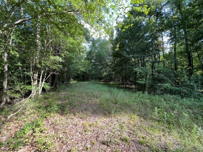 110 Acres Land for Sale Bienville Parish, LA - image 29