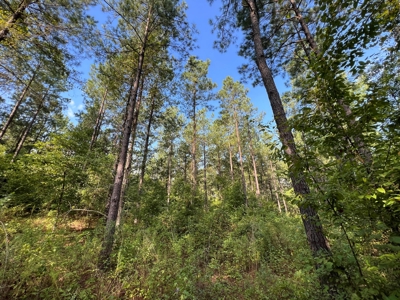 110 Acres Land for Sale Bienville Parish, LA - image 18