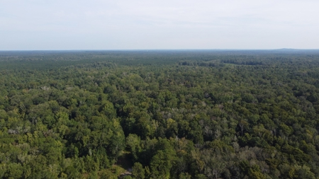 110 Acres Land for Sale Bienville Parish, LA - image 3