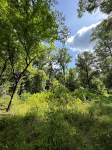 110 Acres Land for Sale Bienville Parish, LA - image 11
