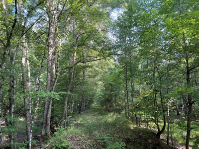 110 Acres Land for Sale Bienville Parish, LA - image 32