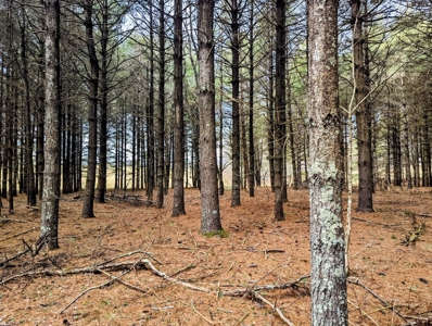 Level Land for Sale in Hiwassee VA - image 12