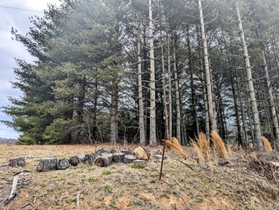 Level Land for Sale in Hiwassee VA - image 3