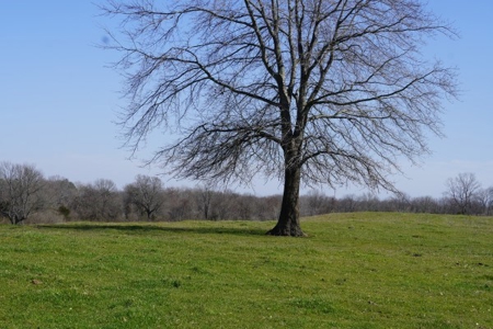 Oklahoma Country Homesite/Pasture/Cattle/Hay Farm For Sale - image 9