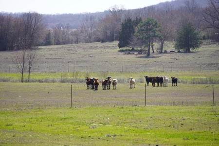 Oklahoma Country Homesite/Pasture/Cattle/Hay Farm For Sale - image 40