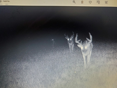 North East Texas Land For Sale - image 5
