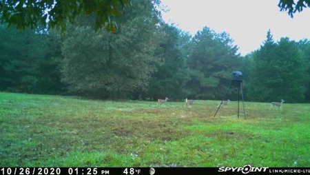 North East Texas Land For Sale - image 3