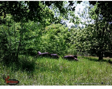 North East Texas Land For Sale - image 4