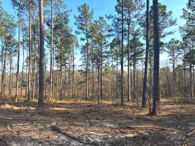 10.3 Acre Wooded Homesite - image 3