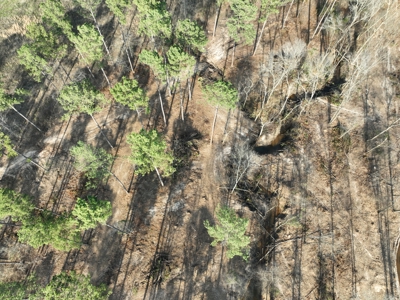 10.3 Acre Wooded Homesite - image 6