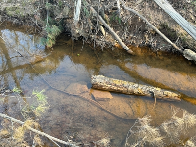 10.3 Acre Wooded Homesite - image 5