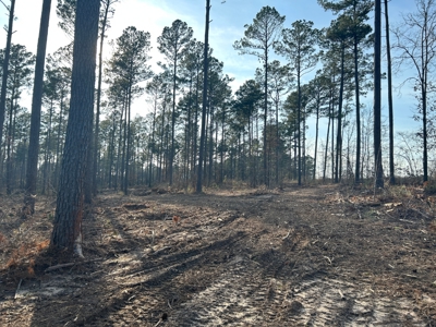 10.3 Acre Wooded Homesite - image 11