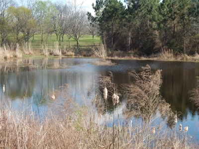 Acreage for Sale in Candler County - image 5