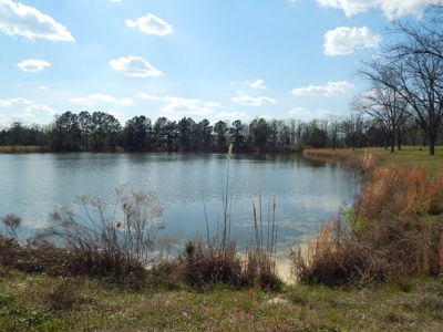 Acreage for Sale in Candler County - image 7