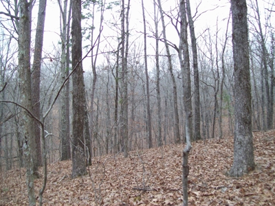 40 +/- Acres Timber Property near Clearwater Lake - image 9