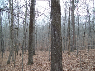 40 +/- Acres Timber Property near Clearwater Lake - image 1