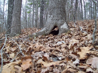 40 +/- Acres Timber Property near Clearwater Lake - image 13