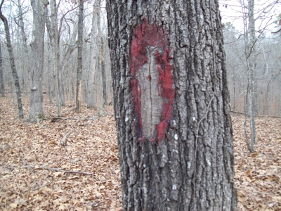 40 +/- Acres Timber Property near Clearwater Lake - image 19