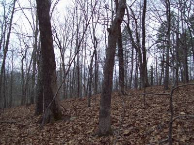40 +/- Acres Timber Property near Clearwater Lake - image 11