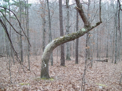 40 +/- Acres Timber Property near Clearwater Lake - image 17