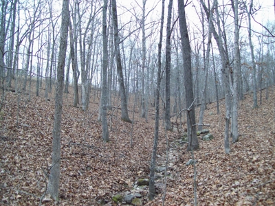 40 +/- Acres Timber Property near Clearwater Lake - image 16