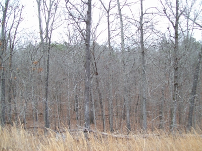 40 +/- Acres Timber Property near Clearwater Lake - image 5