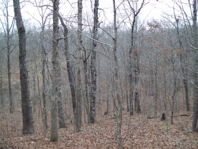 40 +/- Acres Timber Property near Clearwater Lake - image 8