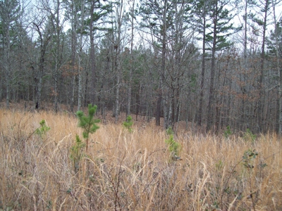 40 +/- Acres Timber Property near Clearwater Lake - image 4
