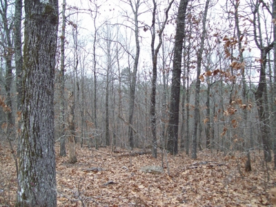 40 +/- Acres Timber Property near Clearwater Lake - image 22